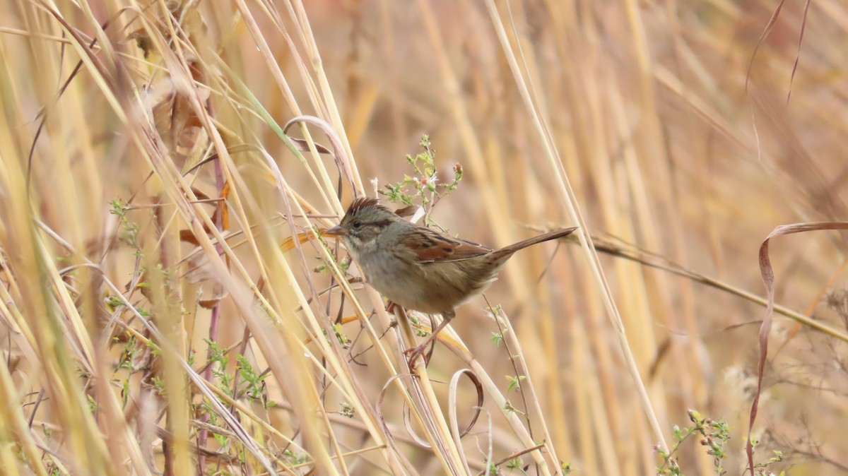 Swamp Sparrow - ML644891482