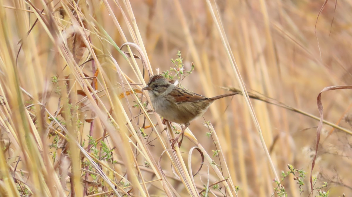 Swamp Sparrow - ML644891483