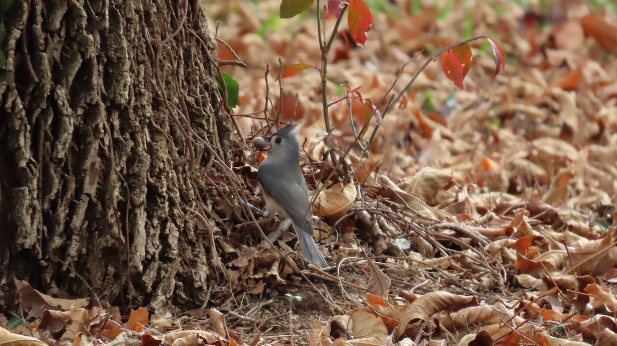 Tufted Titmouse - ML644891494