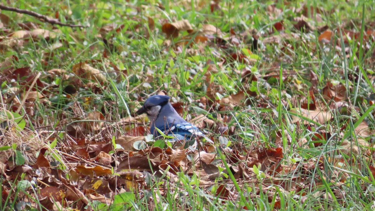 Blue Jay - ML644891503