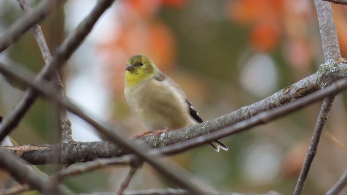 American Goldfinch - ML644891510