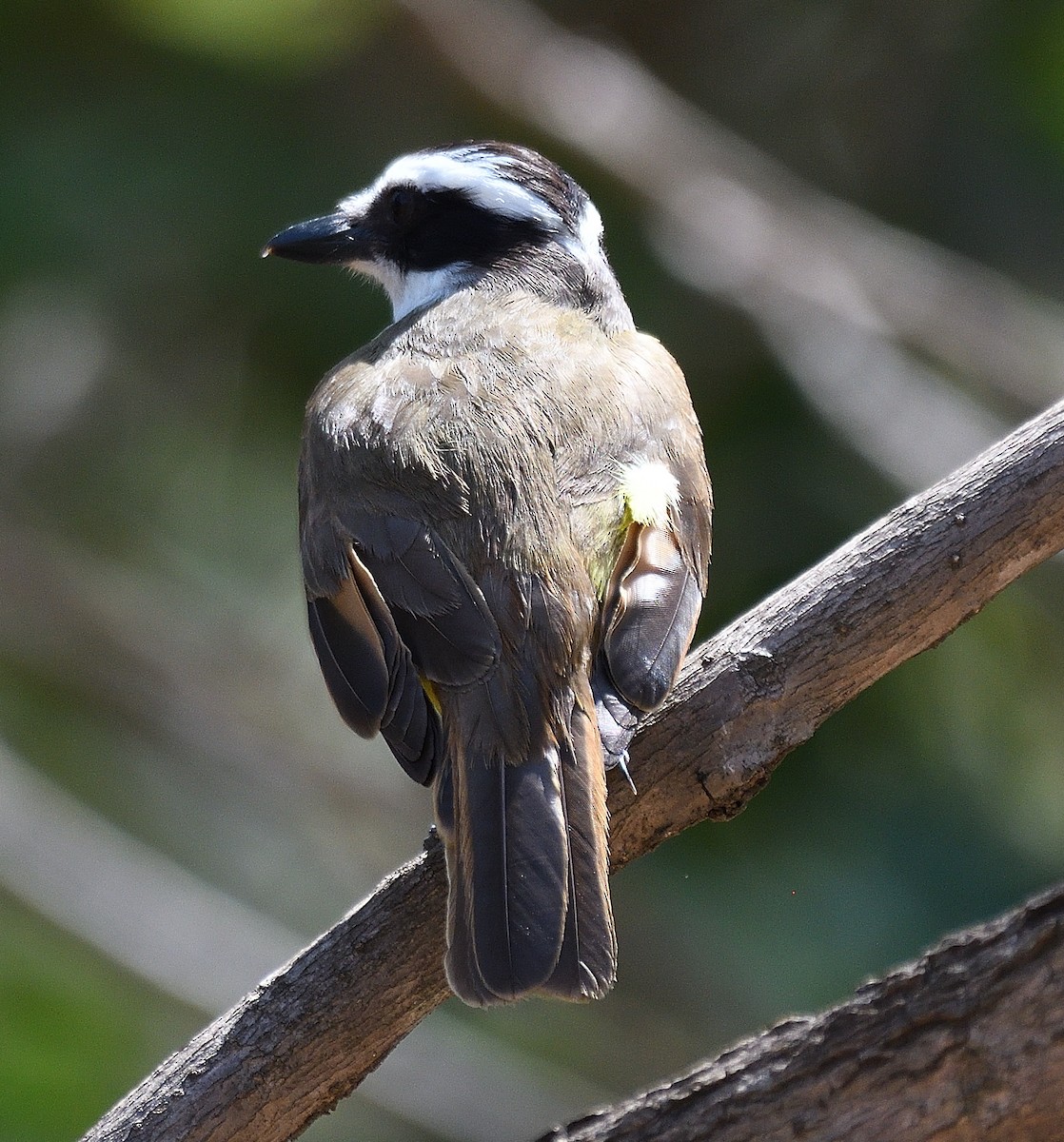 Пітанга-великодзьоб - ML644891512