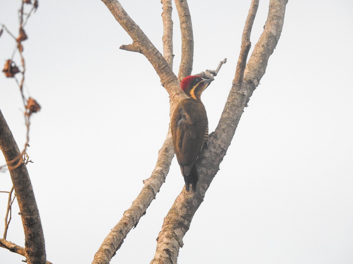 Golden-green Woodpecker - ML644891516
