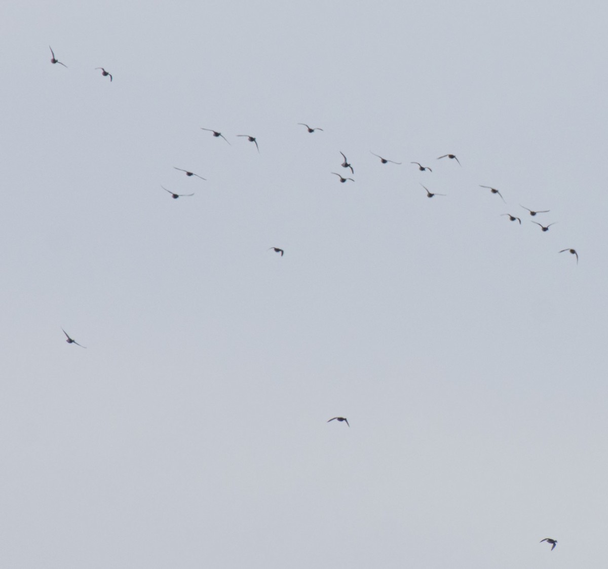 小斑背潛鴨 - ML644891527