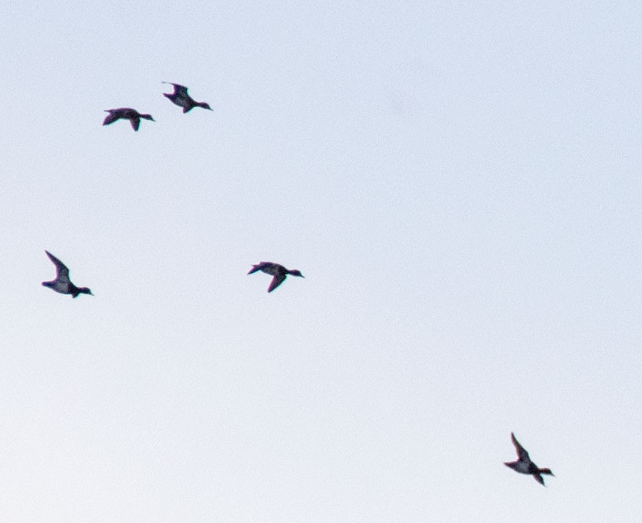 小斑背潛鴨 - ML644891528