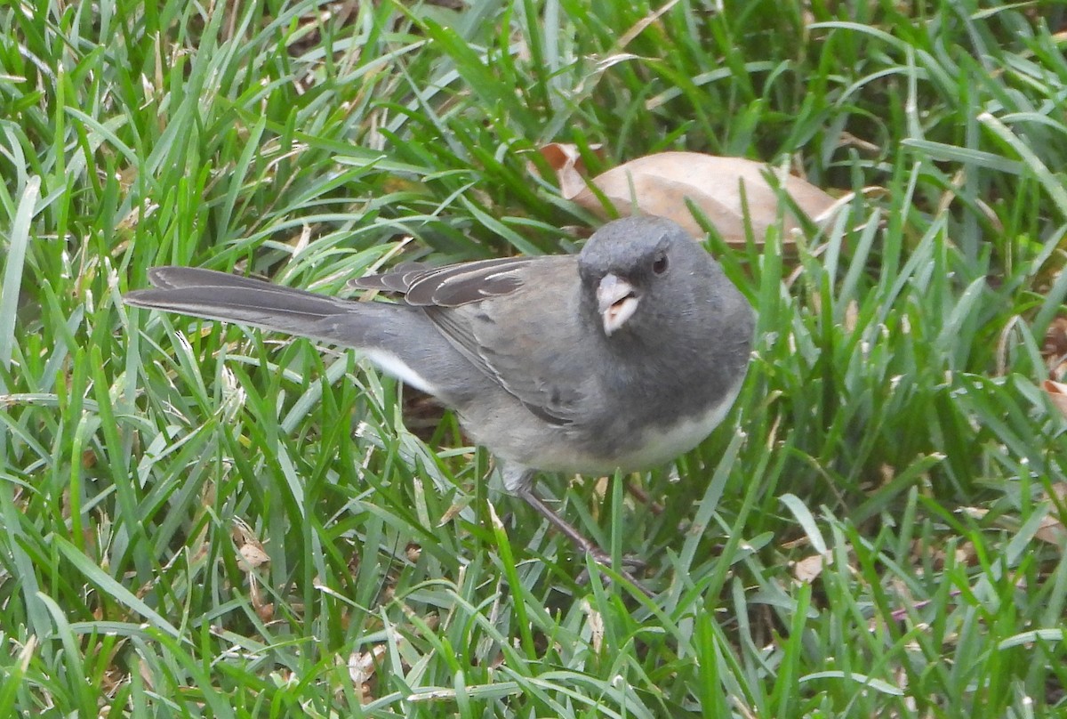 Dark-eyed Junco - ML644891532