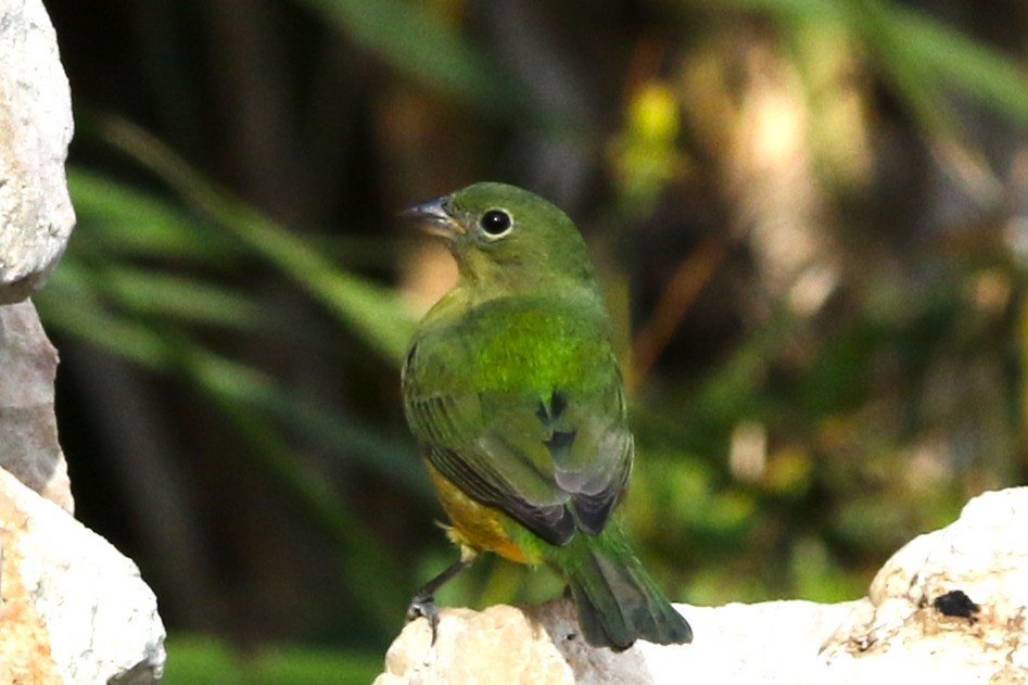 Painted Bunting - ML644891543