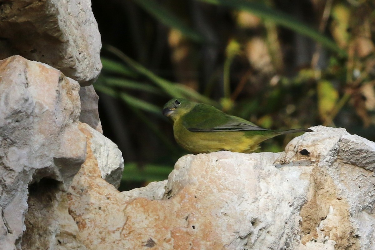 Painted Bunting - ML644891544