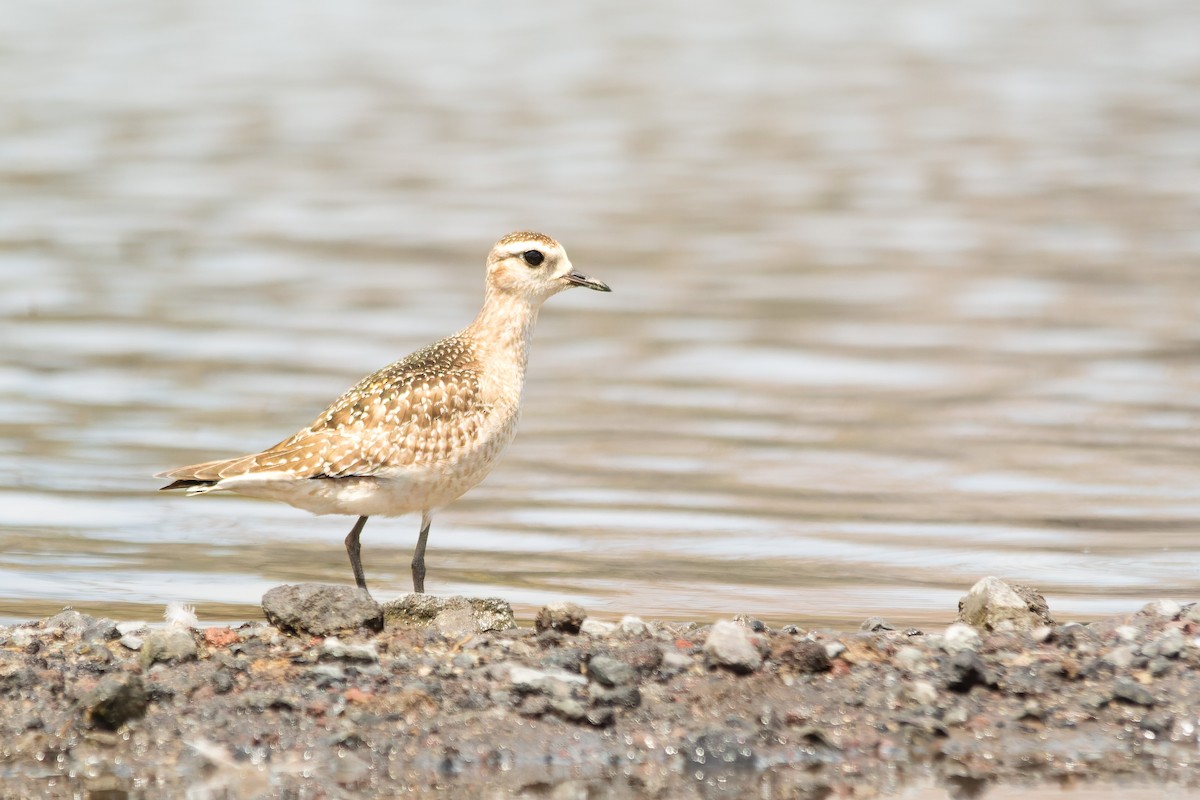 kulík hnědokřídlý - ML644891554