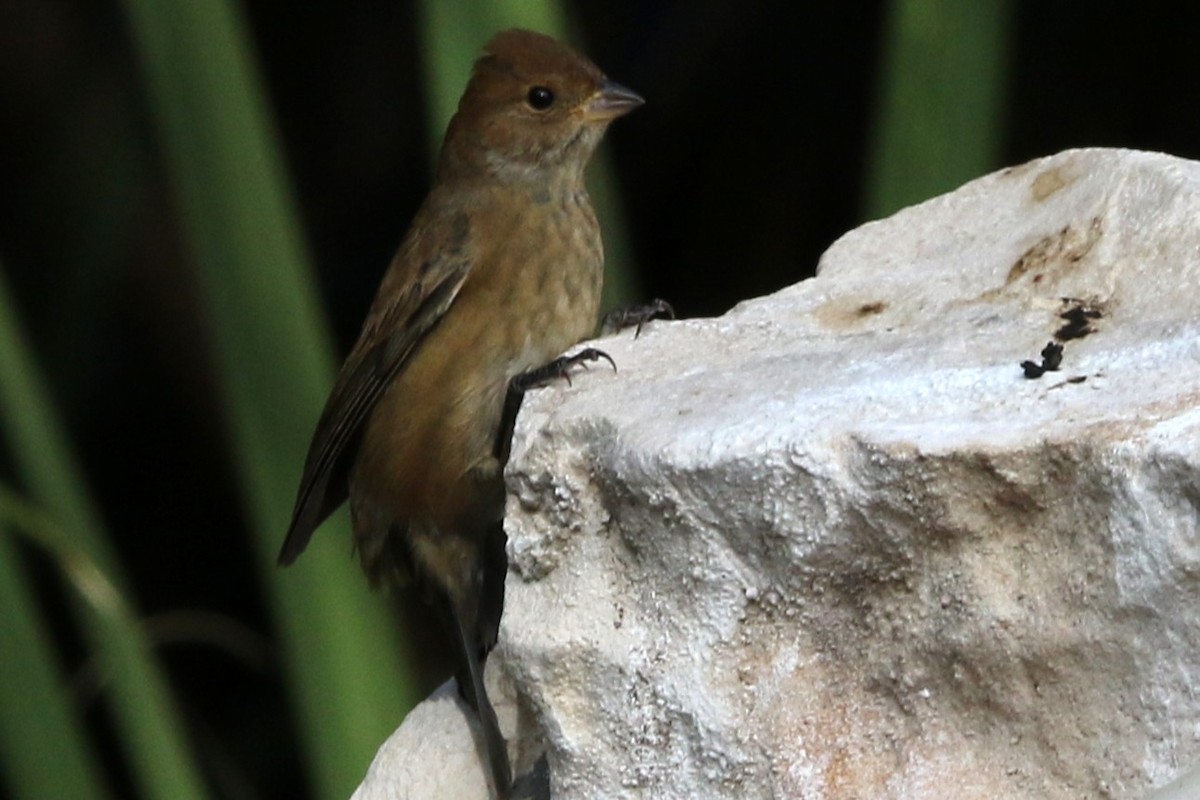 Индиговый колорин - ML644891560