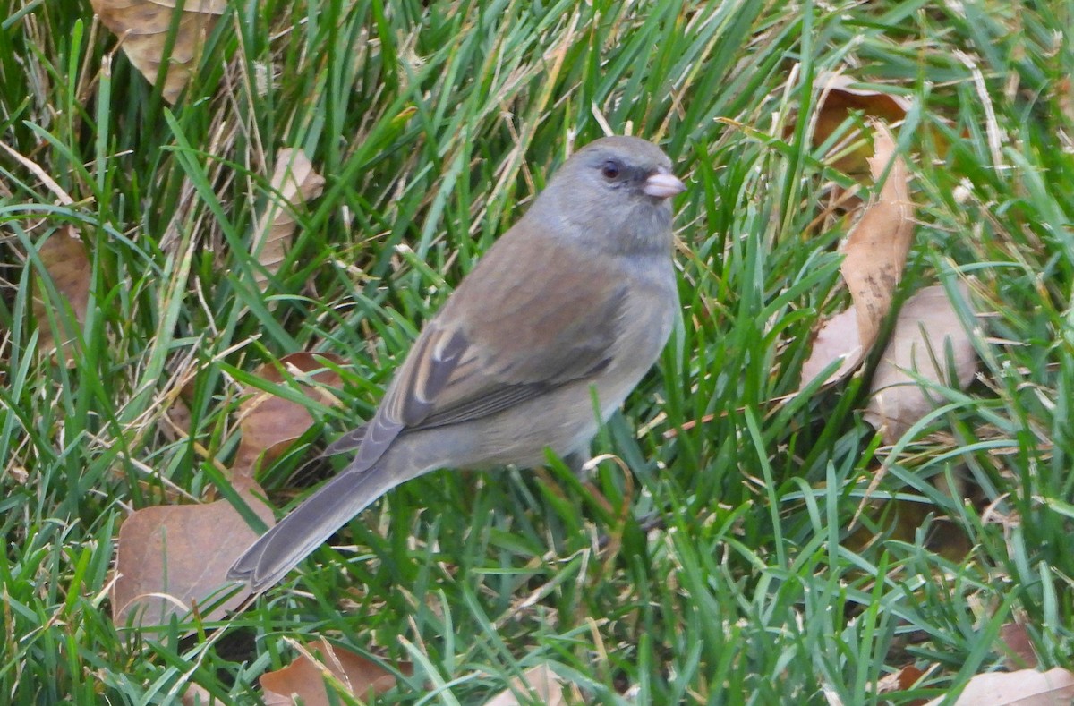 Dark-eyed Junco (cismontanus) - ML644891567