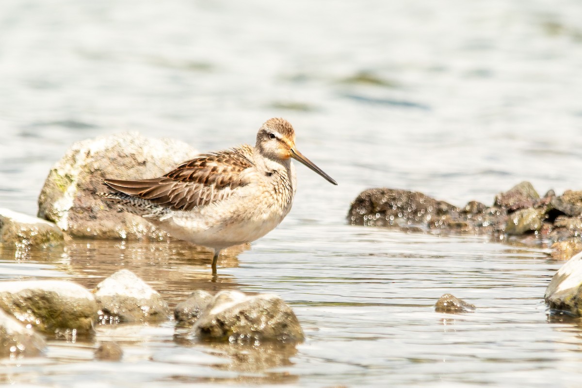 slukovec dlouhozobý - ML644891569