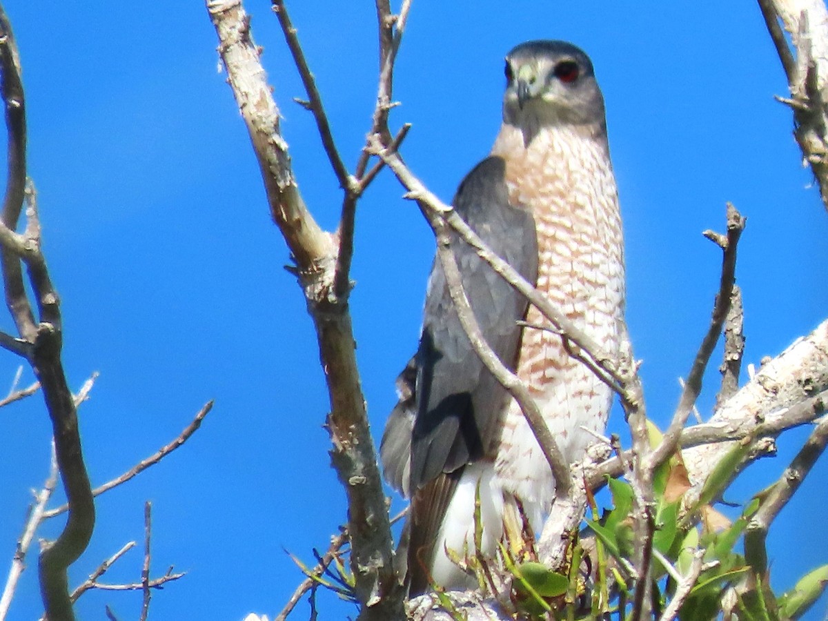 Cooper's Hawk - ML644891578