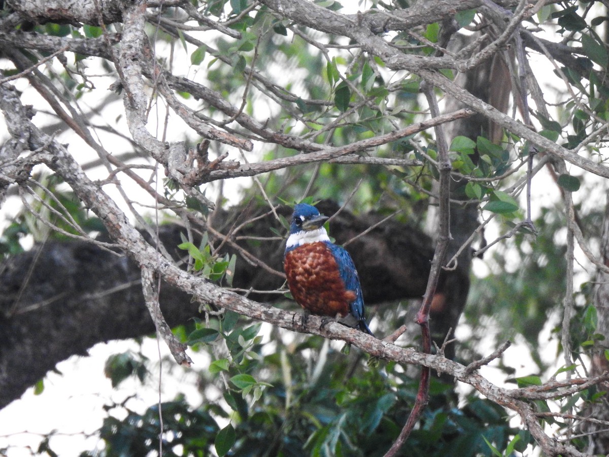 Ringed Kingfisher - ML644891579
