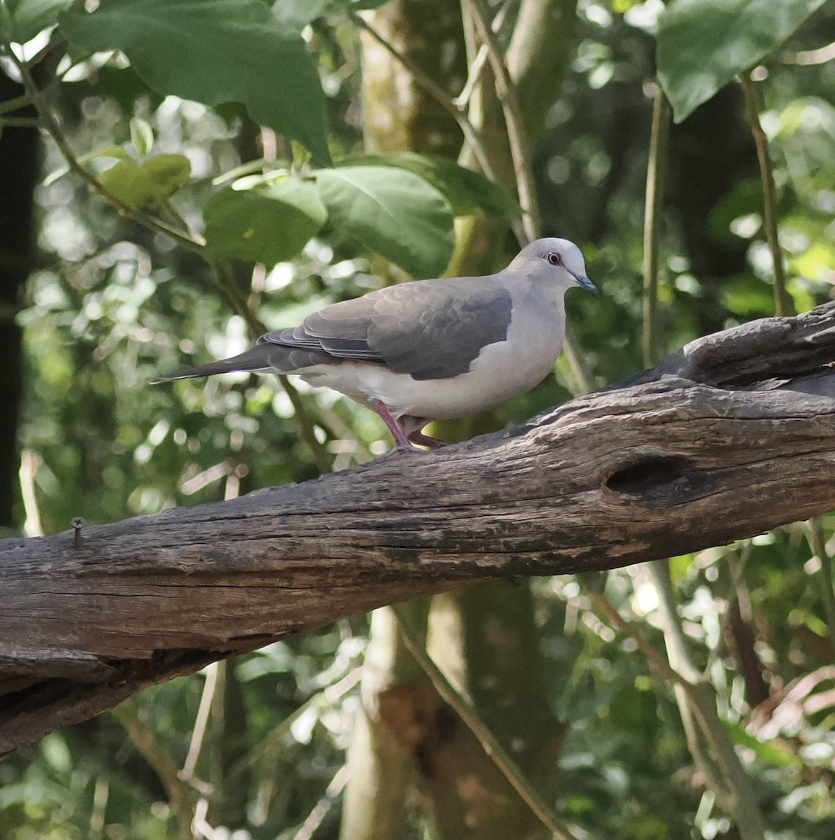 White-tipped Dove - ML644891615