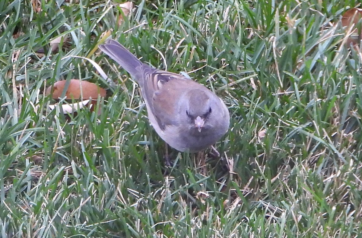 Dark-eyed Junco (cismontanus) - ML644891617