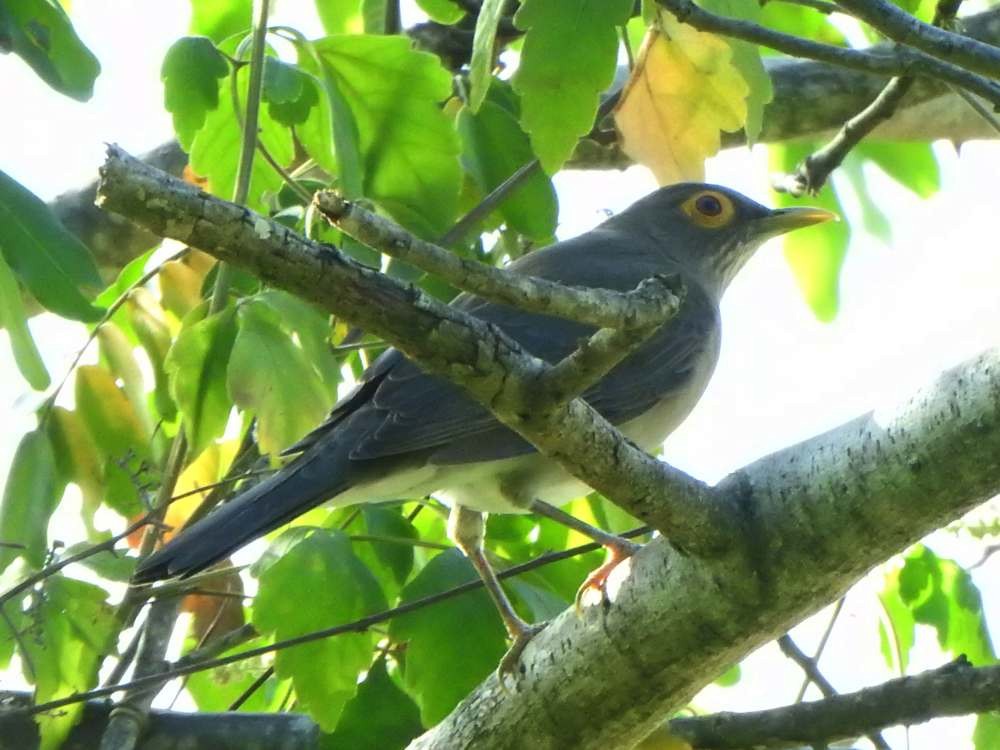 Nacktaugendrossel - ML644891623