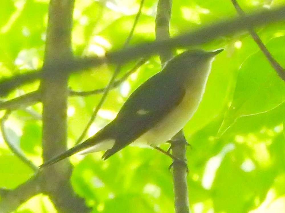 Горихвостковая древесница - ML644891641