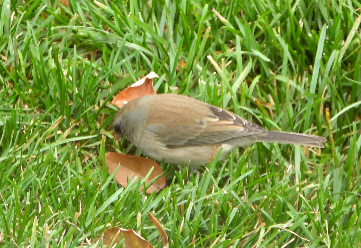 Dark-eyed Junco (cismontanus) - ML644891668