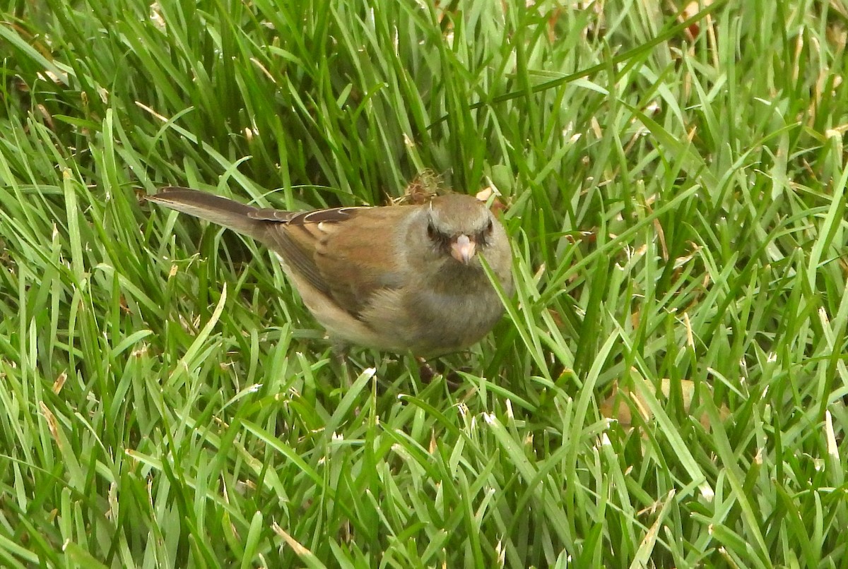 Dark-eyed Junco (cismontanus) - ML644891716