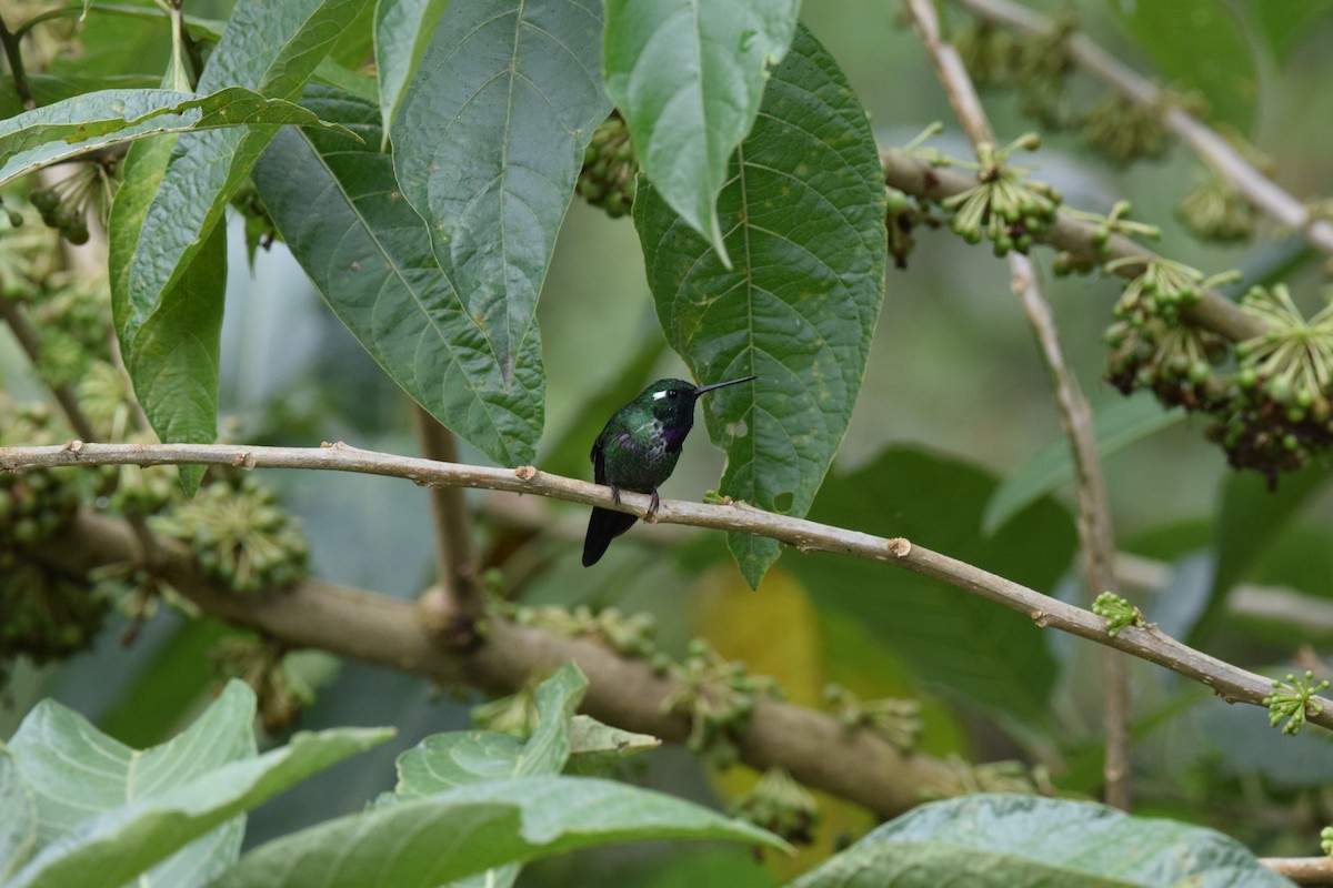 Purple-bibbed Whitetip - ML644891718