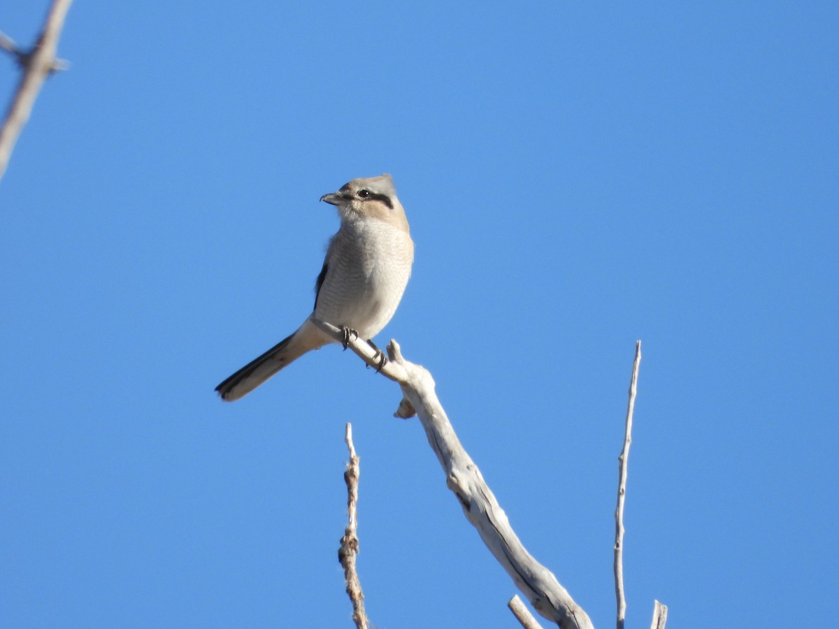 ťuhýk severní - ML644891726