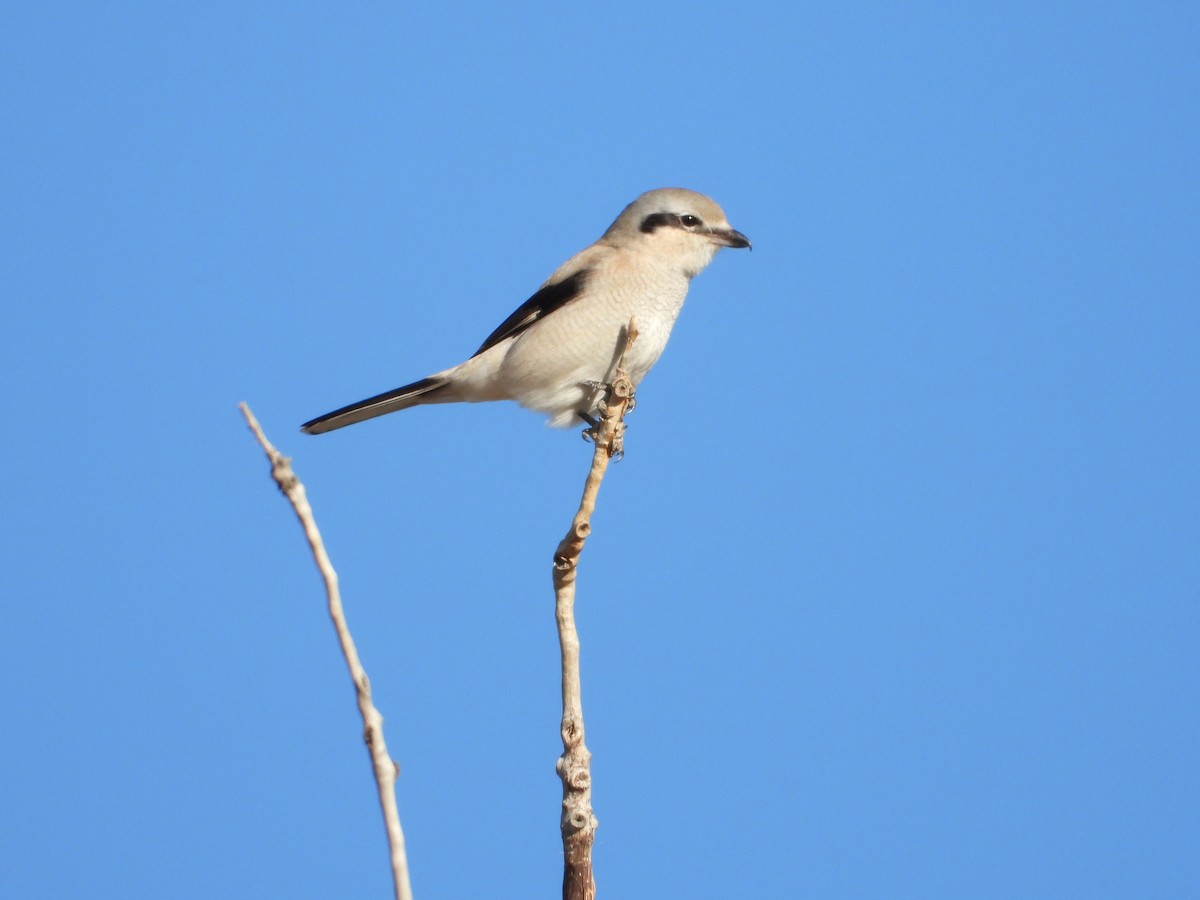 ťuhýk severní - ML644891727