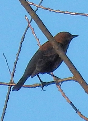 Коровий трупиал, буроголовый желтушник - ML644891732