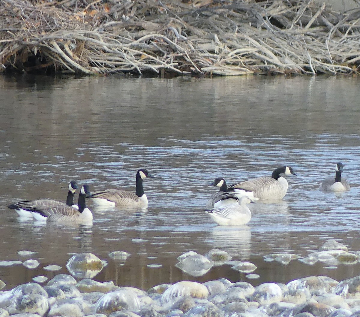 Snow Goose - ML644891733