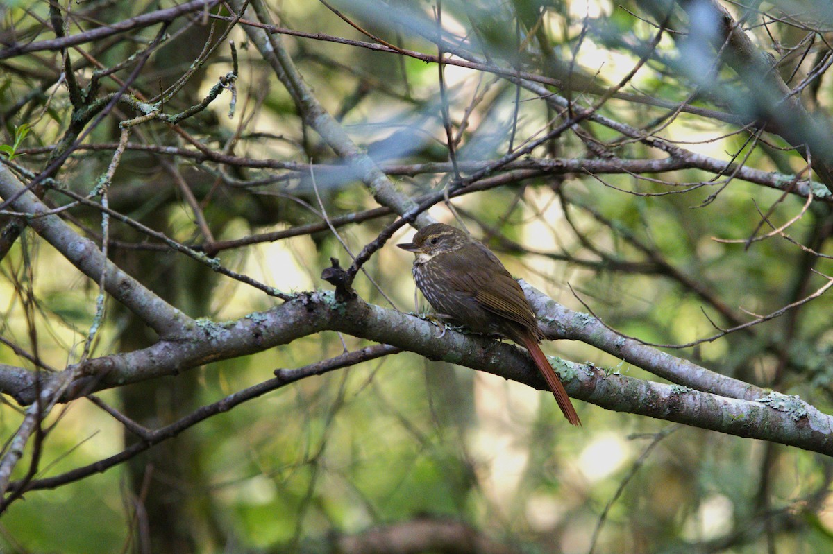 Buff-browed Foliage-gleaner - ML644891734