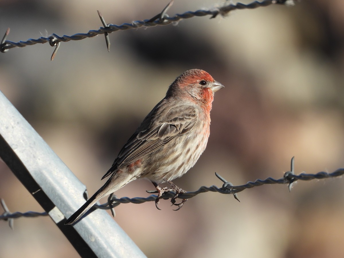 Roselin familier - ML644891737