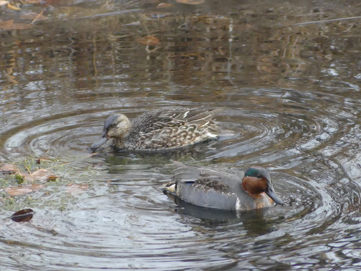 Green-winged Teal - ML644891745