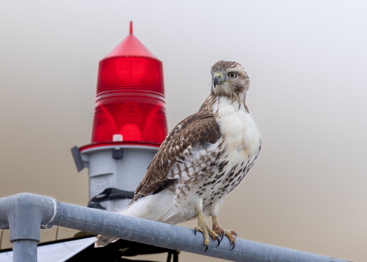 Red-tailed Hawk - ML644891747