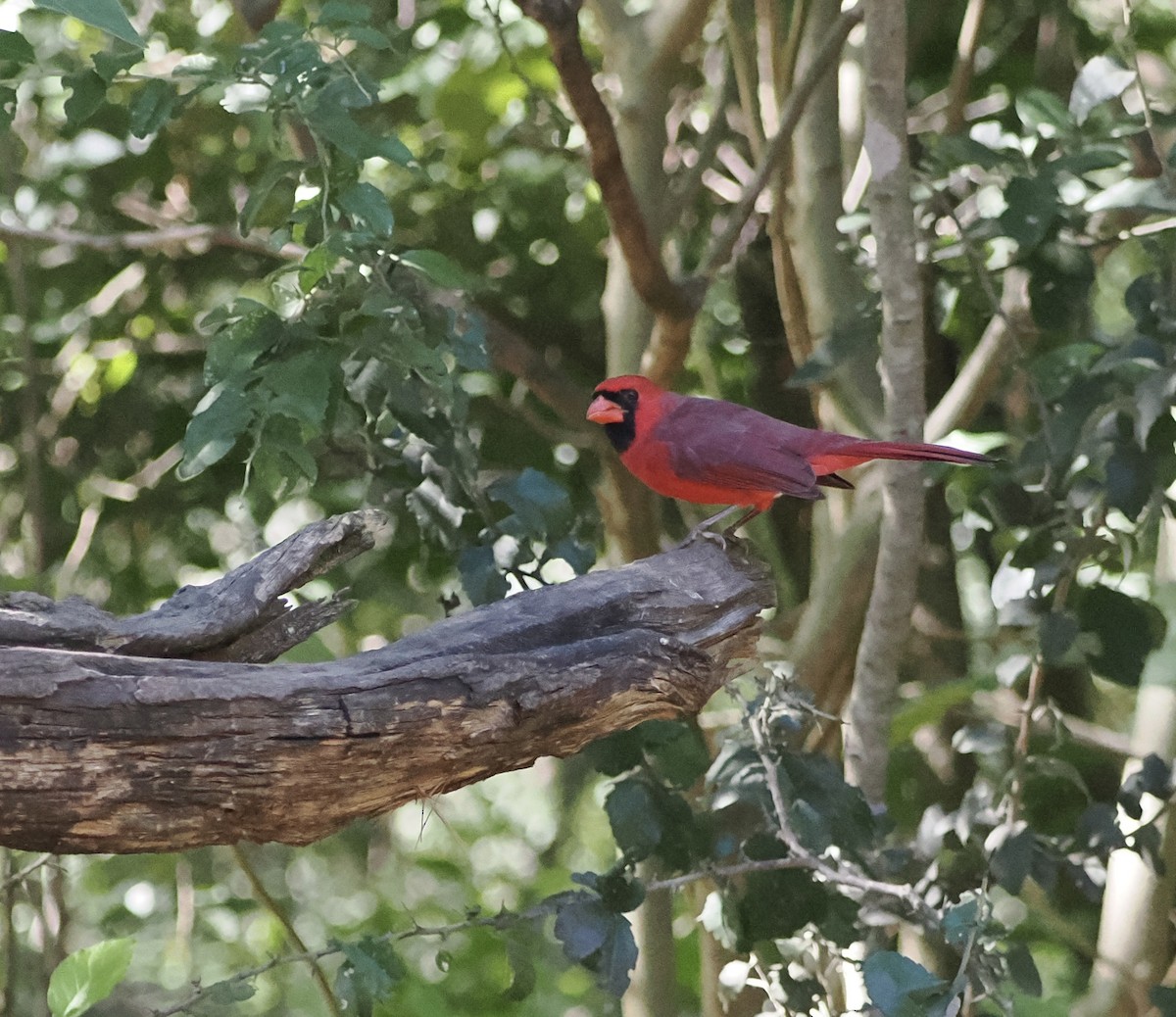 Northern Cardinal - ML644891751