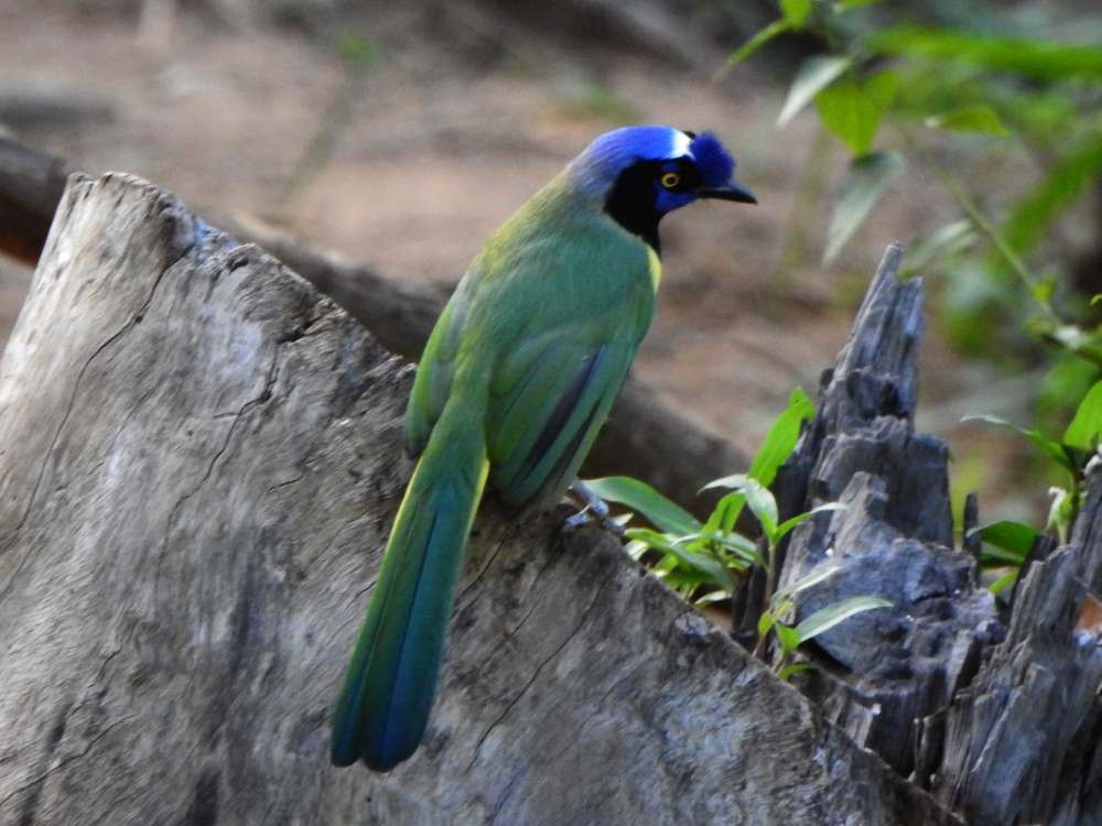 Inkablaurabe - ML644891760