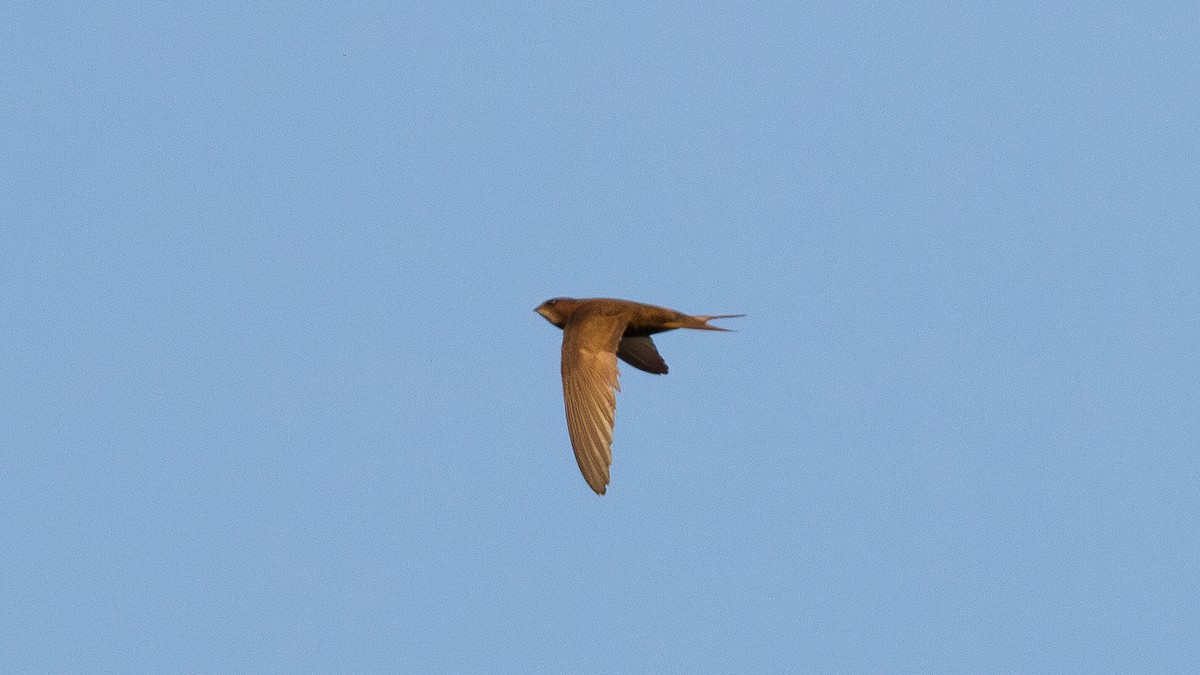 Common Swift - ML644891761
