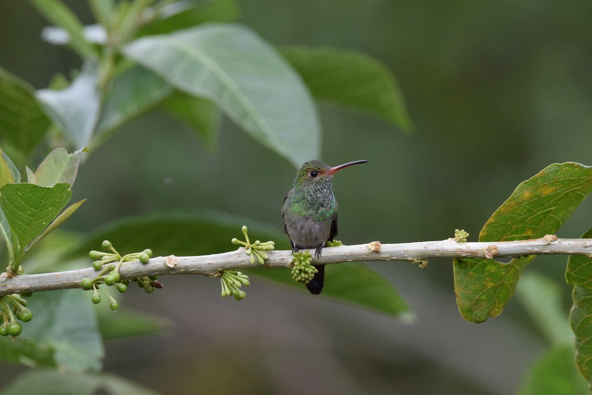 Rufous-tailed Hummingbird - ML644891765