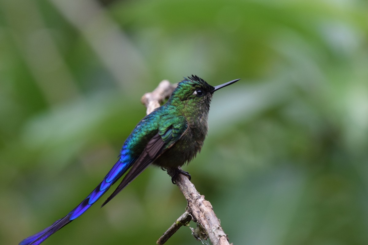 Violet-tailed Sylph - ML644891766