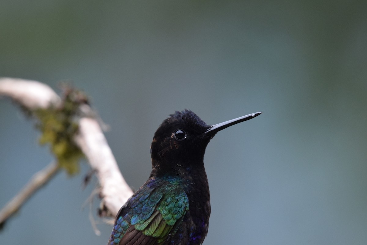 Velvet-purple Coronet - ML644891767