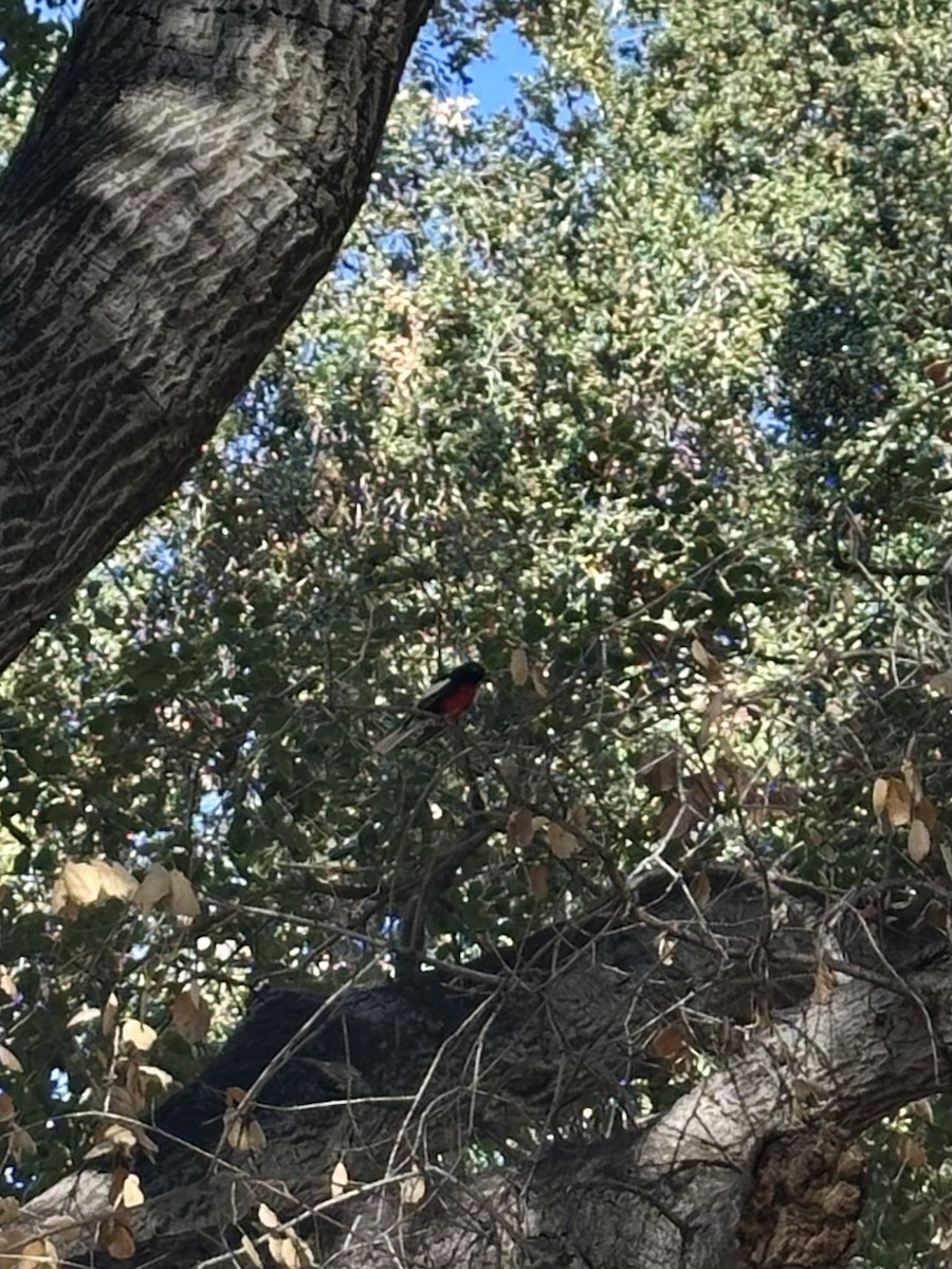 カタジロアメリカムシクイ - ML644891782