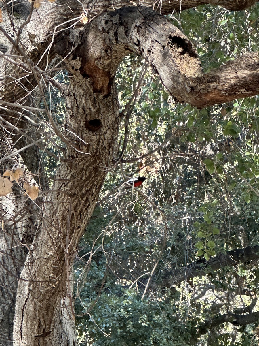 カタジロアメリカムシクイ - ML644891783