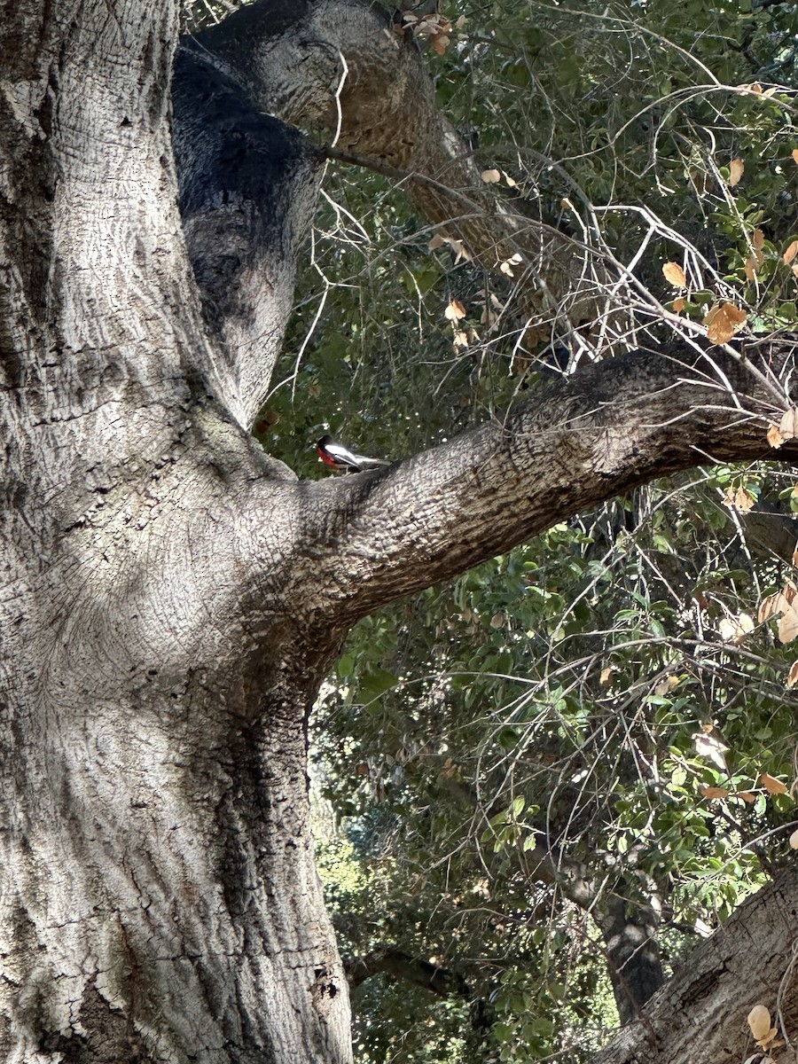 カタジロアメリカムシクイ - ML644891784