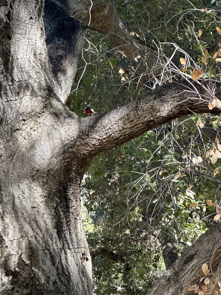 カタジロアメリカムシクイ - ML644891785