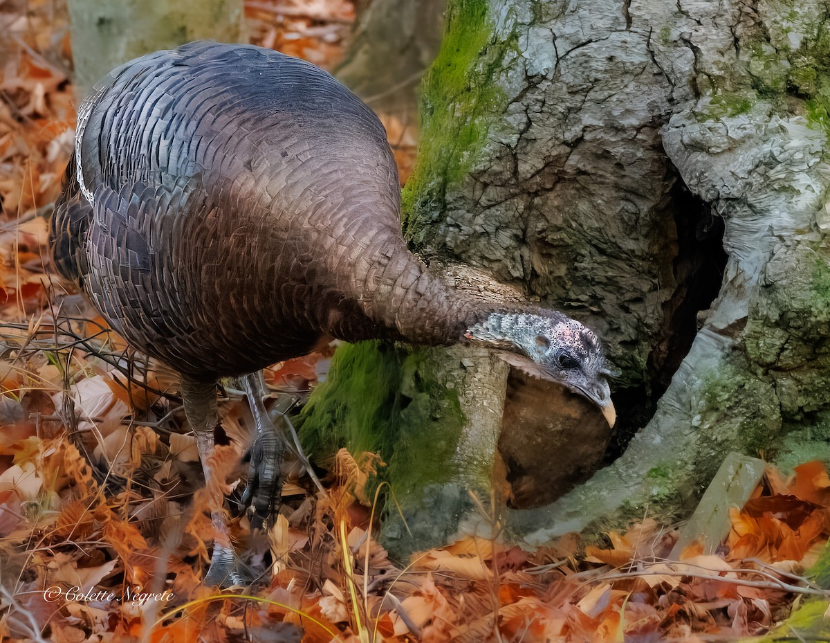 Guajolote Gallipavo - ML644891786