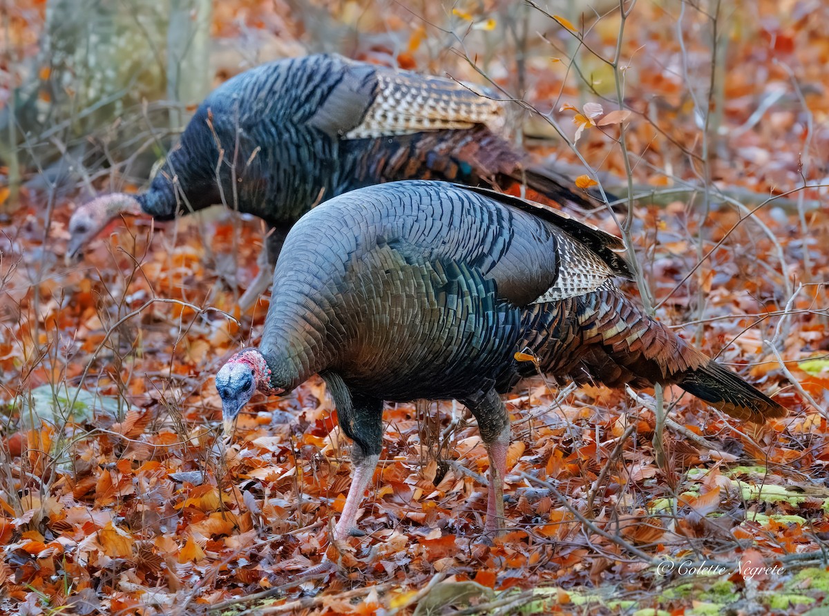 Guajolote Gallipavo - ML644891787