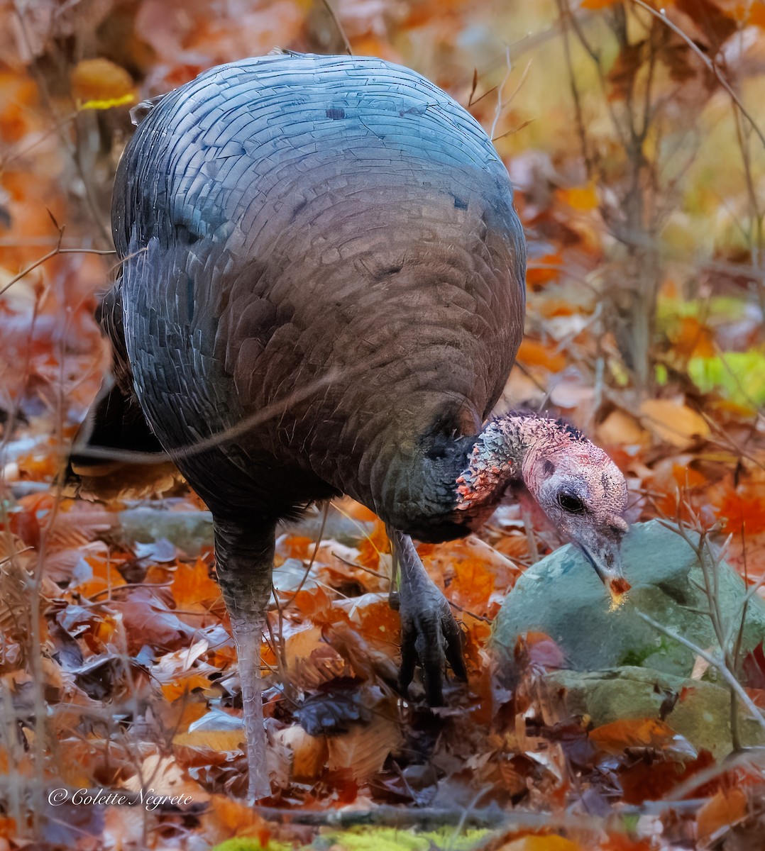 Guajolote Gallipavo - ML644891789