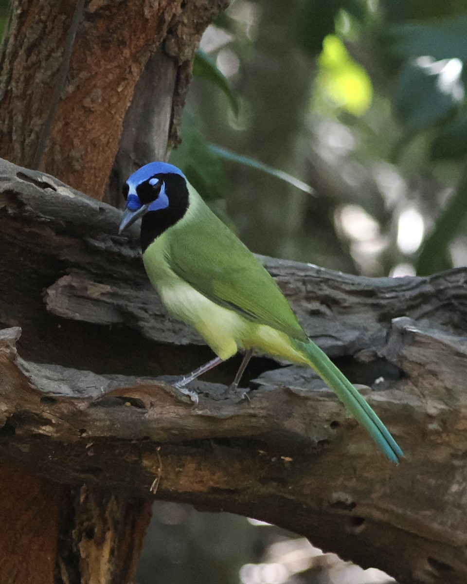 Inkablaurabe - ML644891797