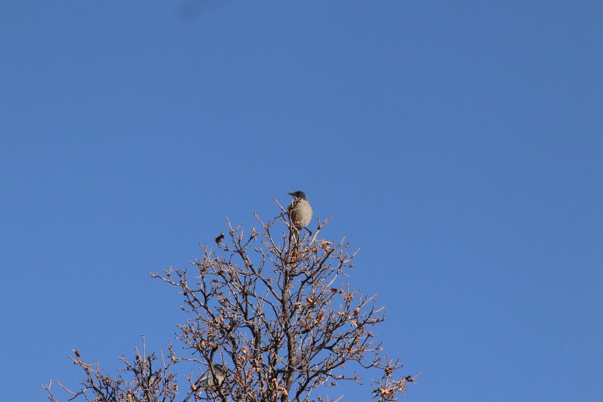 Woodhouse's Scrub-Jay - ML644891817