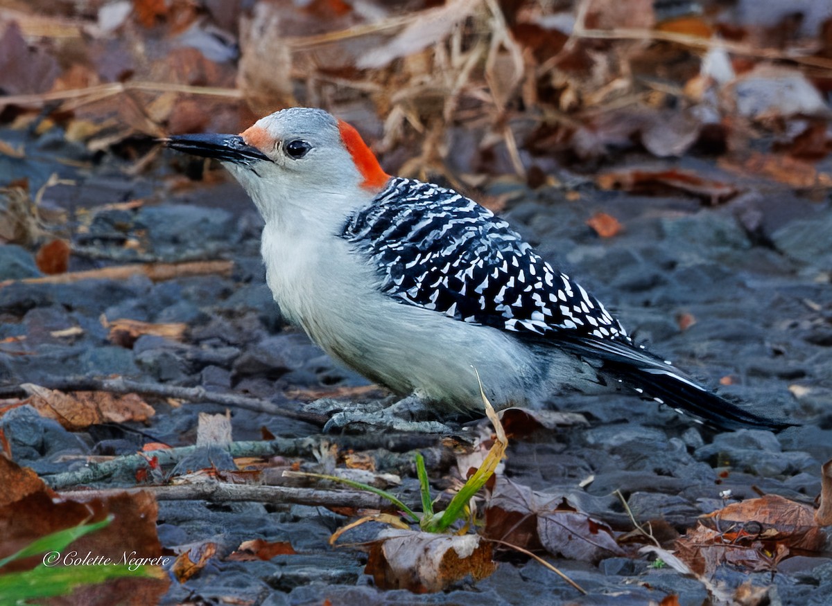 Carpintero de Carolina - ML644891820