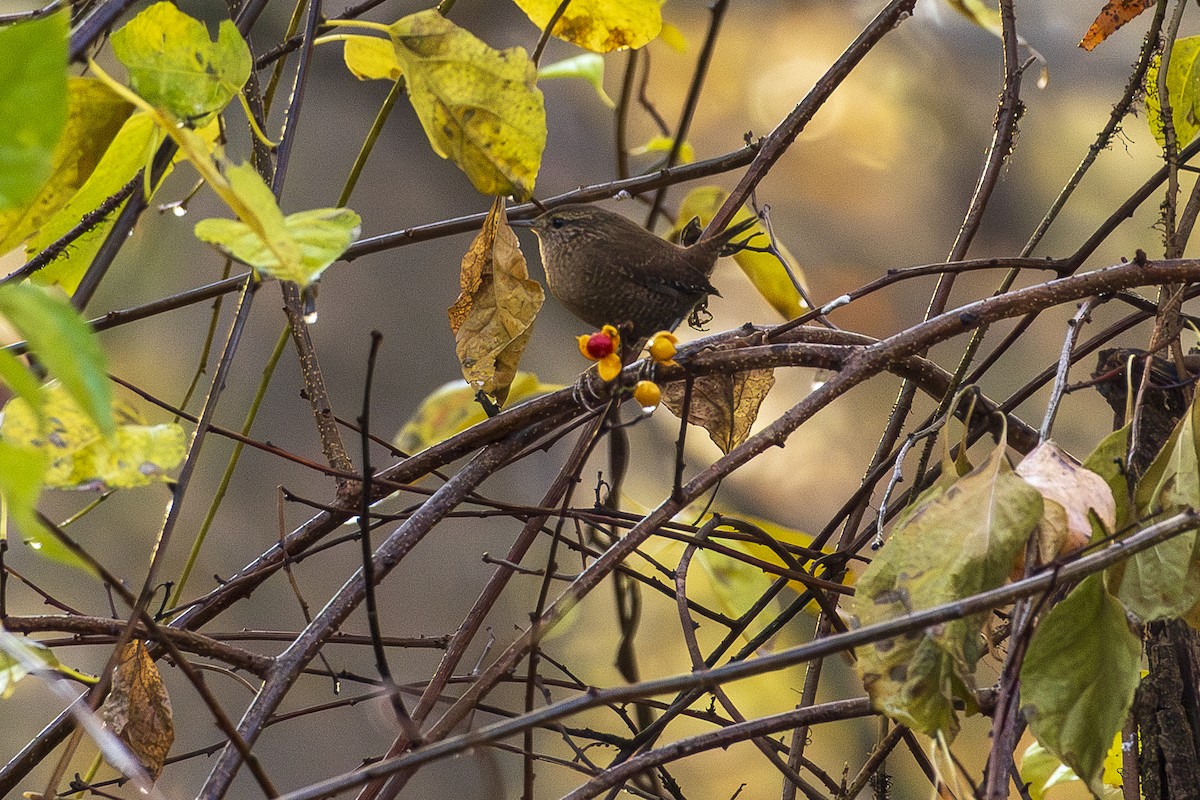 Winter Wren - ML644891823